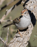Rufous-winged Sparrow - Aimophila carpalis