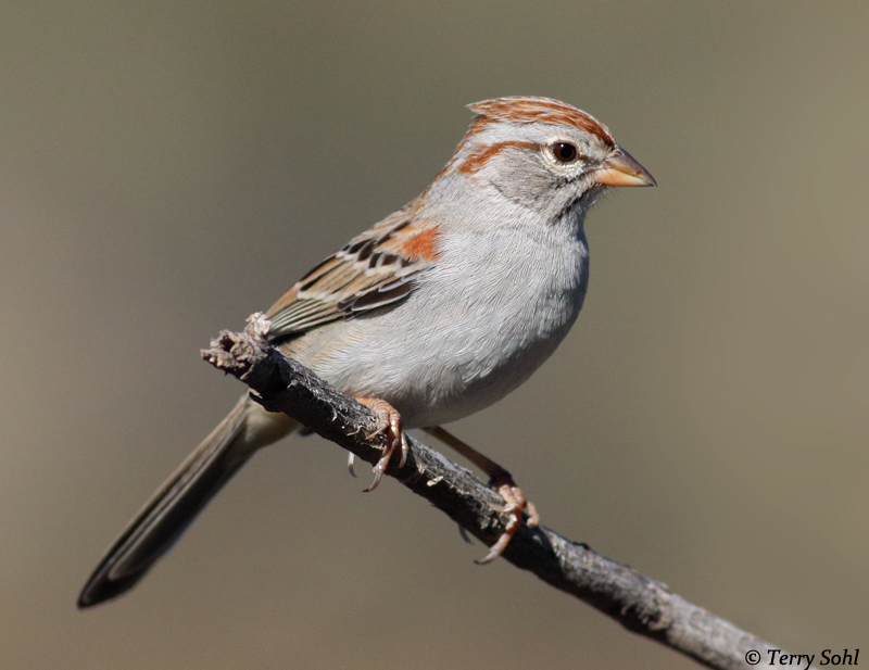 Rufous-winged Sparrow - Aimophila carpalis
