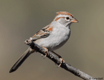 Rufous-winged Sparrow - Aimophila carpalis
