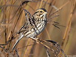 Savannah Sparrow 21 - Passerculus sandwichensis
