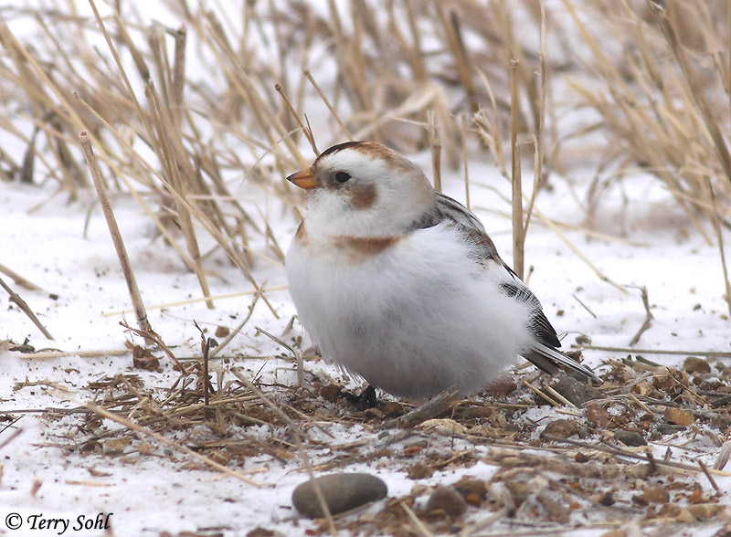 Snow Bunting - &nbsp;Plectrophenax nivalis
