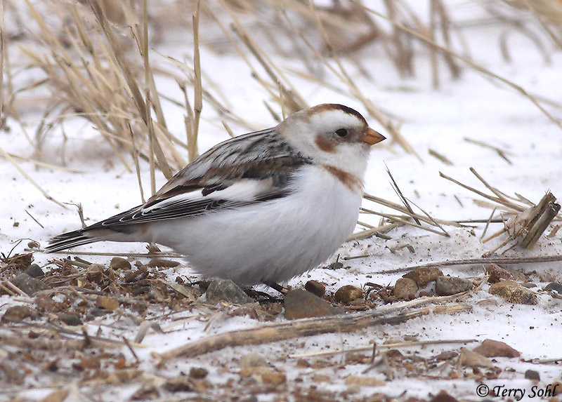 Snow Bunting - &nbsp;Plectrophenax nivalis