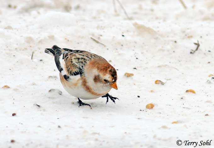 Snow Bunting - &nbsp;Plectrophenax nivalis