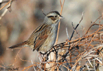 Swamp Sparrow 9 - Melospiza georgiana