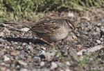 White-crowned Sparrow 11 - Zonotrichia leucophrys