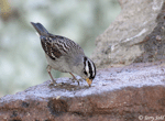 White-crowned Sparrow 13 - Zonotrichia leucophrys