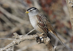 White-crowned Sparrow 18 - Zonotrichia leucophrys