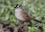White-crowned Sparrow 21 - Zonotrichia leucophrys