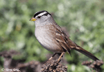 White-crowned Sparrow 22 - Zonotrichia leucophrys