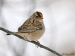 White-crowned Sparrow 3 - Zonotrichia leucophrys