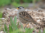 White-crowned Sparrow 4 - Zonotrichia leucophrys