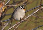 White-crowned Sparrow 8 - Zonotrichia leucophrys