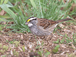 White-throated Sparrow 7 - Zonotrichia albicollis
