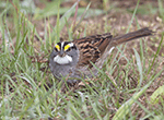 White-throated Sparrow 8 - Zonotrichia albicollis