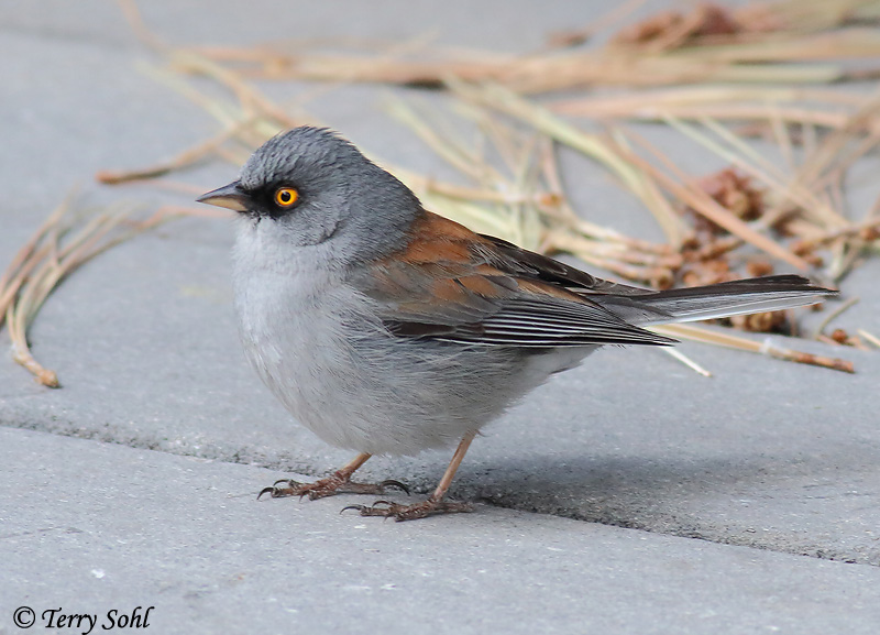 Yellow-eyed Junco - Junco phaeonotus