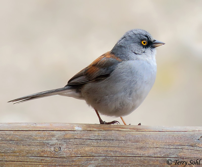 Yellow-eyed Junco - Junco phaeonotus
