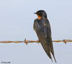 Barn Swallow 1 - Hirundo rustica