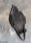 Chimney Swift - Chaetura pelagica