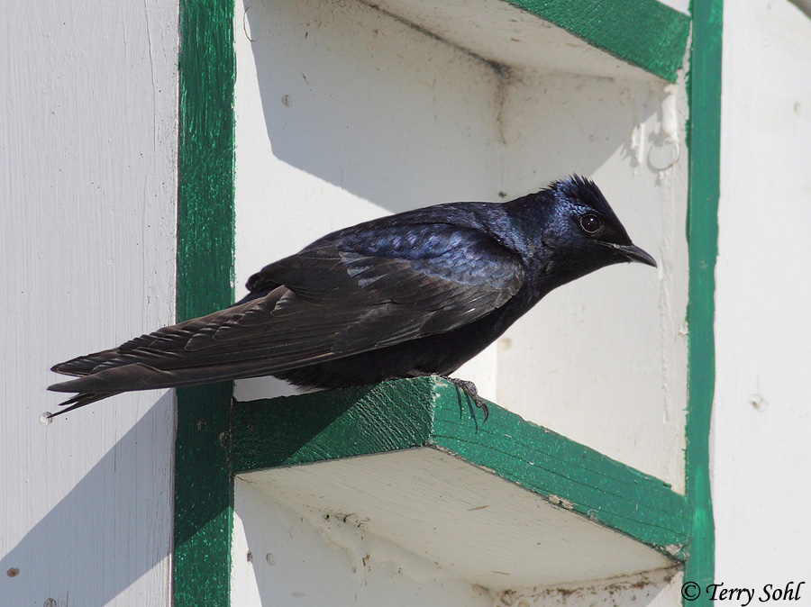 Purple Martin South Dakota Birds and Birding