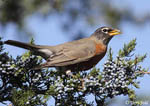 American Robin 14 - Turdus migratorius