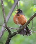 American Robin 17 - Turdus migratorius
