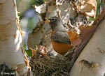 American Robin 3 - Turdus migratorius