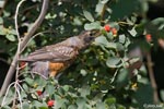American Robin 9 - Turdus migratorius