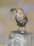 Brown Thrasher 11 - Toxostoma rufum