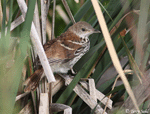 Brown Thrasher 4 - Toxostoma rufum