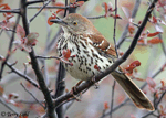 Brown Thrasher 6 - Toxostoma rufum