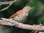 Brown Thrasher 9 - Toxostoma rufum
