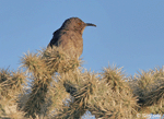 Curve-billed Thrasher - Toxostoma curvirostre