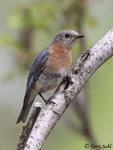 Eastern Bluebird 4 - Sialia sialis