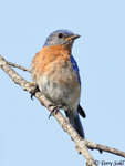 Eastern Bluebird 5 - Sialia sialis