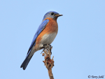 Eastern Bluebird 8 - Sialia sialis