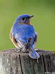 Eastern Bluebird 9 - Sialia sialis