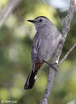 Gray Catbird 11 - Dumetella carolinensis