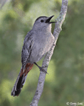 Gray Catbird 12 - Dumetella carolinensis