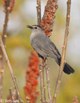 Gray Catbird 13 - Dumetella carolinensis