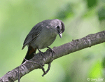 Gray Catbird 5 - Dumetella carolinensis