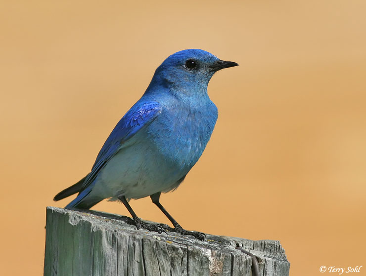 Eastern Bluebird South Dakota Birds and Birding
