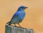 Mountain Bluebird 2 - Sialia currucoides