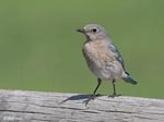 Mountain Bluebird 3 - Sialia currucoides