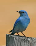 Mountain Bluebird - Sialia currucoides
