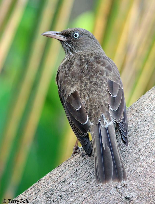 Pearly-eyed Thrasher - Margarops fuscatus