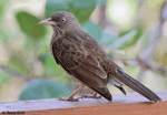 Pearly-eyed Thrasher - Margarops fuscatus
