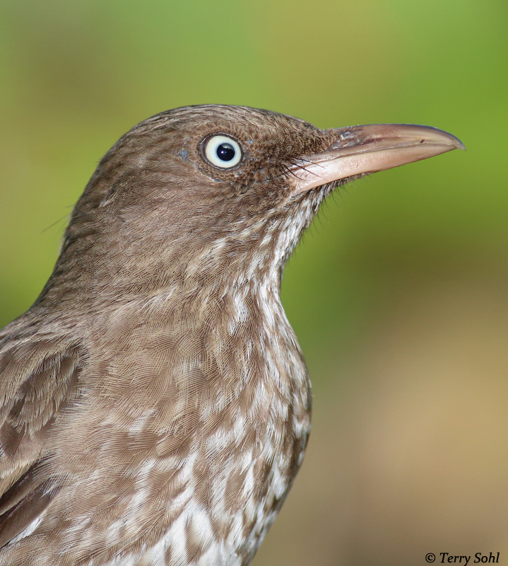 Pearly-eyed Thrasher - Margarops fuscatus