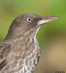 Pearly-eyed Thrasher - Margarops fuscatus