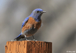 Western Bluebird - Sialia mexicana