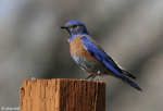 Western Bluebird - Sialia mexicana